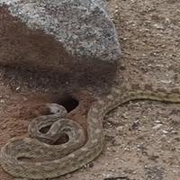 Imate li u dvorištu "zmijske rupe": Evo kako prepoznati da li iz njih vreba opasnost