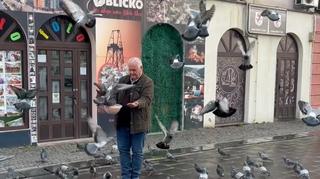 Video / Ahmet Bajrić Blicko svako jutro hrani hiljade golubova ispred svoje radnje u Tuzli