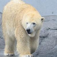 Polarni medvjedi mogli bi nestati iz zaljeva Hudson ako temperature porastu za dva stepena Celzijusa