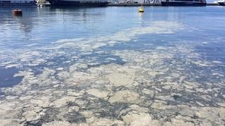 Njemačka upozorila svoje građane na "cvjetanje mora" u Hrvatskoj: Pojavio se tepih od algi