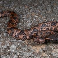 Otkrivena nova vrsta zmije: Veoma je agresivna, napuše se prije napada
