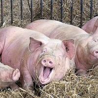 U Brčkom se pojavili prvi slučajevi zaraze afričkom svinjskom kugom