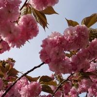Festival japanske trešnje Sakura u nedjelju u Mostaru
