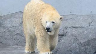 Polarni medvjedi mogli bi nestati iz zaljeva Hudson ako temperature porastu za dva stepena Celzijusa