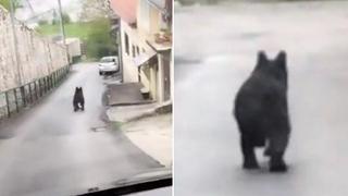 Video / Pogledajte kako medvjed luta ulicama sarajevskog naselja Vratnik