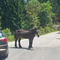 Video / Pogledajte kako je konj blokirao put prema Trebeviću