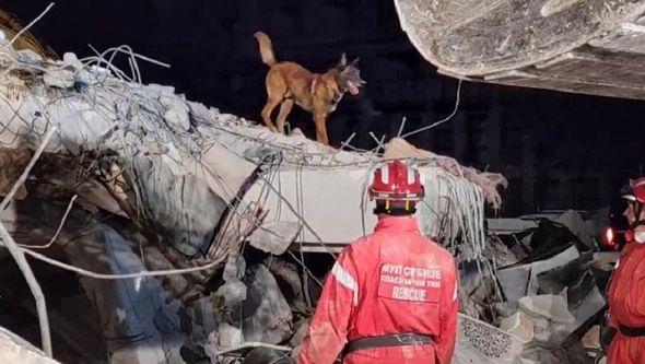 Pas Zigi: Potvrdio sumnje da je ispod ruševina živa osoba - Avaz