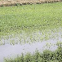 Nezapamćeno dug kišni period donio katastrofu na njivama: Žetva kasni, a bolest koja je napala pšenicu smanjit će prinose