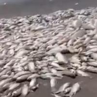 Meksiko teško pogođeno sušom: Došlo do pomora ribe