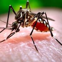 Infektolog Denis Žepić o opasnoj bolesti za "Avaz": Denga groznica se ubrzano širi Evropom