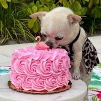 Sofija Vergara proslavila rođendan svog "opakog" psa: "Uvijek ću te voljeti"