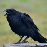 Naučnici istražuju: Mogu li vrane brojati naglas