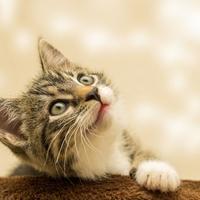 Zamor brkova kod mačaka: Tiha patnja koju vlasnici mogu izbjeći vrlo lako