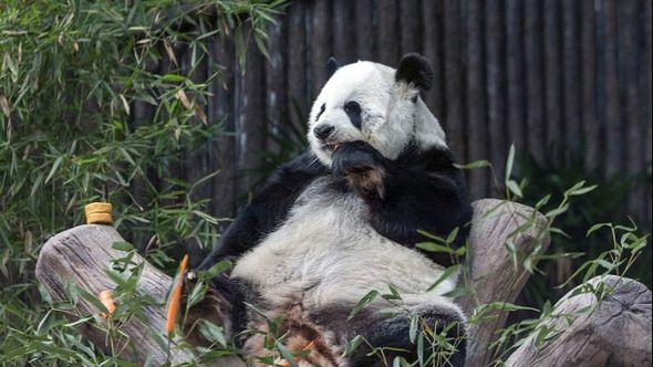 Panda je umrla u 21. godini - Avaz