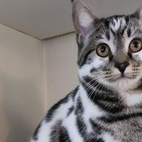 Mačka s nevjerovatnom bojom krzna osvojila internet: Ljudi u čudu
