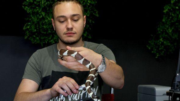 Zoo patrola iz NIša: Hvataju zmije golim rukama - Avaz