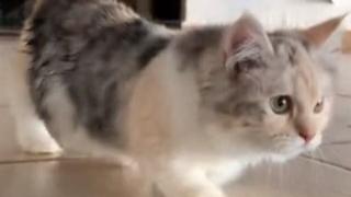 Neobična, rijetka i preslatka mačka: Kinkalov se smatra eksperimentalnom rasom