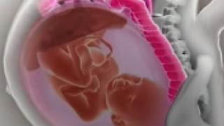 Pogledajte kako se organi majke pomjeraju u trudnoći