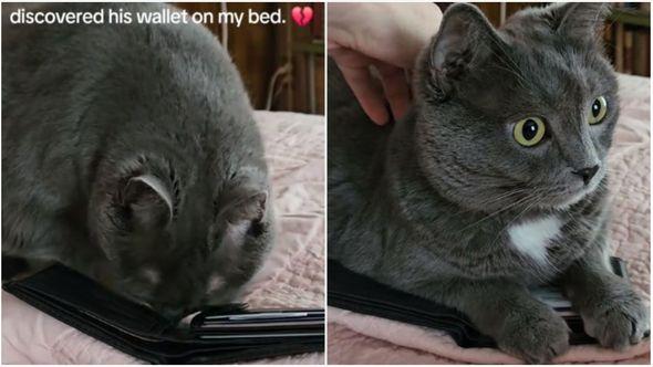 Mačka pronašla novčanik svog preminulog vlasnika: Ono što je uradila slama srca