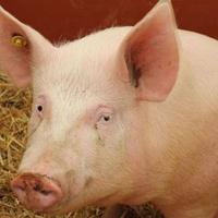 Počelo uklanjanje zaraženih svinja u Brčko distriktu