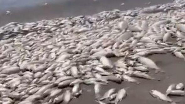 Pomor ribe u Meksiku - Avaz