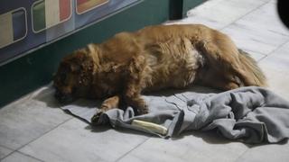 Pas ubijene Tuzlanke ne odvaja se od kafića kod kojeg je ona stradala