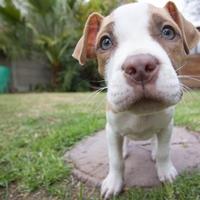 Psi sa plavim očima: Evo koje rase imaju genetsku predispiziciju