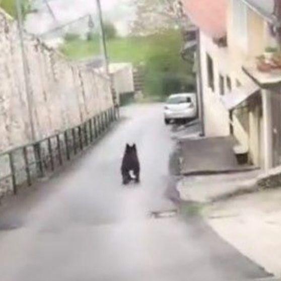 Video / Pogledajte kako medvjed luta ulicama sarajevskog naselja Vratnik