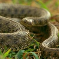 Prava glumica: Ova zmija ide u krajnosti da bi se pravila mrtva