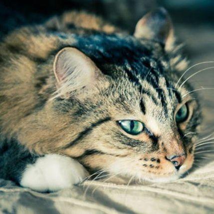 Zašto mačke postaju depresivne