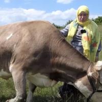 Vernesa iz Bugojna: Ova krava je moj smisao života