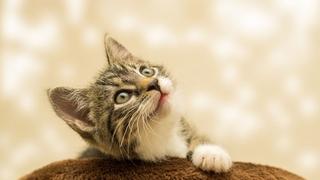 Zamor brkova kod mačaka: Tiha patnja koju vlasnici mogu izbjeći vrlo lako