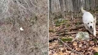 Uz pomoć drona pronašli izgubljenog psa u šumi