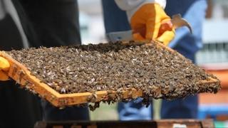 Klimatske promjene prijetnja pčelarstvu u Grčkoj

