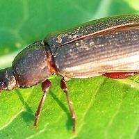 Sada je moguće pratiti neuhvatljive insekte: Kilometre prelaze u potrazi za hranom i partnerom