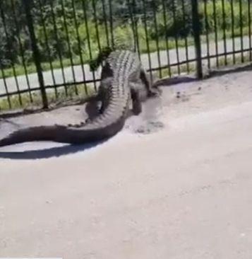 Krokodil na Floridi  - Avaz