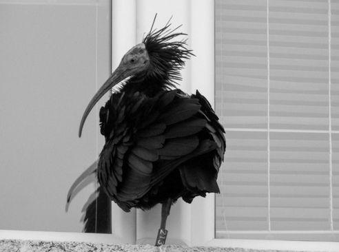 Ćelavi ibis Gipsy - Avaz