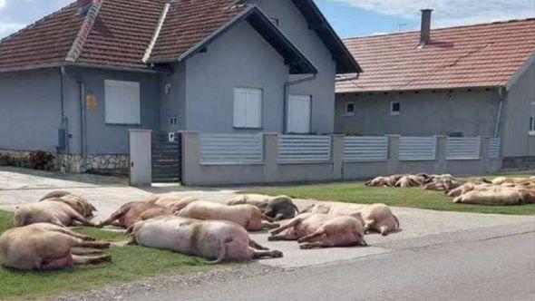 Eutanazirane svinje ostavljene na ulicama - Avaz