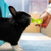Hong Kong pet rabbits enjoy bunny resort while owners away
