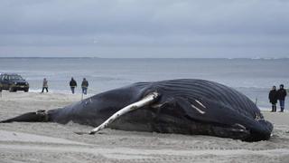 Naučnici istražuju: Uginulo 18 kitova