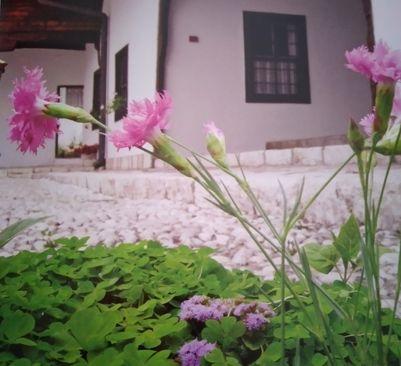 Avlija Svrzine kuće puna je mirisnog cvijeća   - Avaz