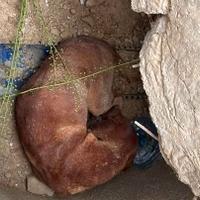 Vatrogasci u Vogošći spasili psa: U šahtu je bio povrijeđen