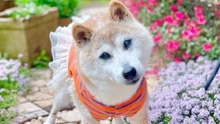 Uginula je Kabosu: Najpoznatiji pas na internetu i maskota kriptovalute