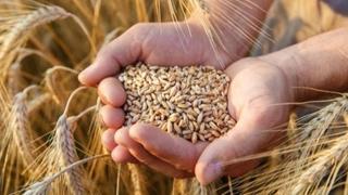 Stojan Marinković: Proizvođači pšenice ne mogu biti zadovoljni ni prinosom, ni cijenom
