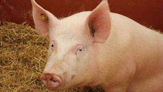 Počelo uklanjanje zaraženih svinja u Brčko distriktu