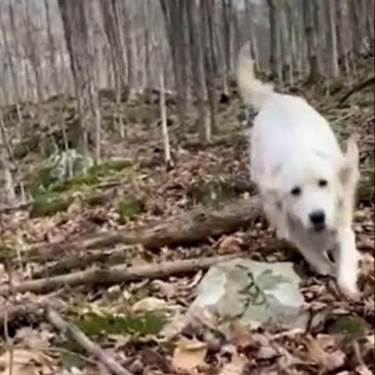 Uz pomoć drona pronašli izgubljenog psa u šumi