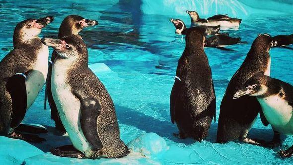 Humboldtovi pingvini  - Avaz