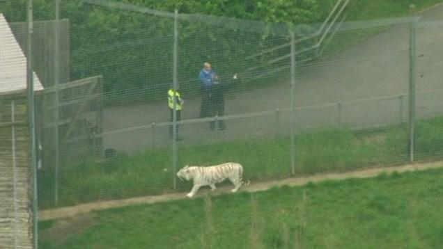Horor u zoološkom vrtu u Velikoj Britaniji: Tigar usmrtio ženu (VIDEO)