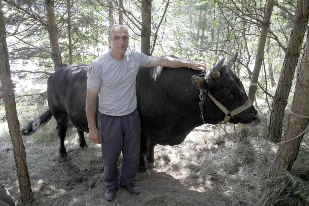 Vlasnik bika uoči borbe na Čevljanovićima: Neka pobijedi bolji