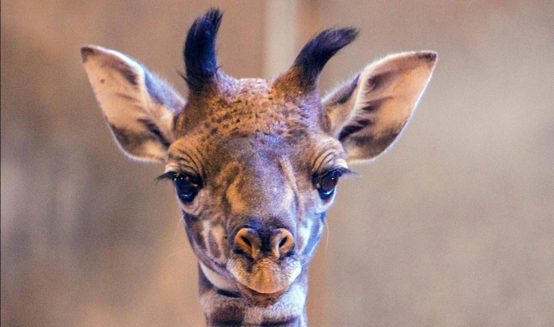 Bebu žirafu čekali 12 godina, a onda se rodila ova ljepotica i osvojila ih nestvarnim očima